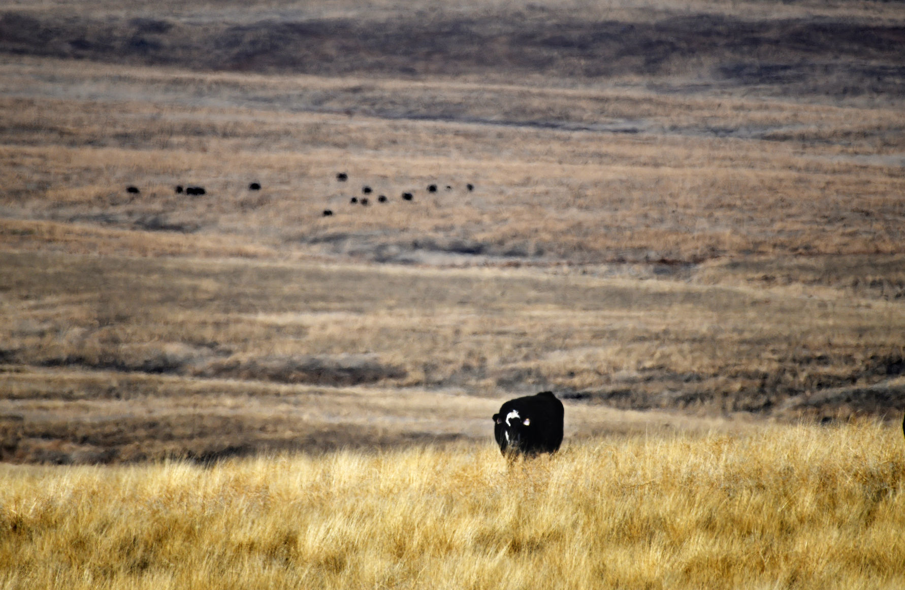 Grazing